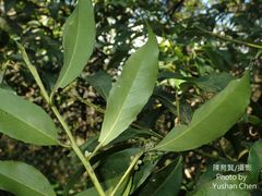 Symplocos setchuensis