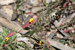 Bossiaea buxifolia