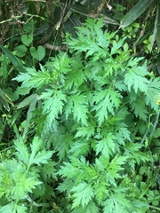 Artemisia princeps