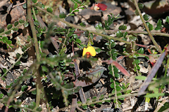 Bossiaea buxifolia