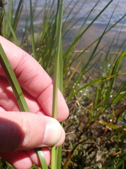 Bolboschoenus caldwellii