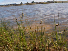Bolboschoenus caldwellii