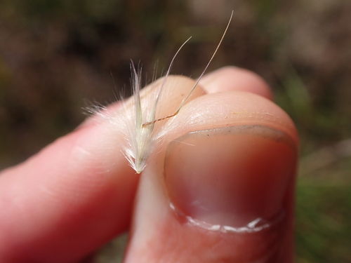 Rytidosperma fulvum