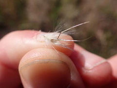 Rytidosperma bipartitum