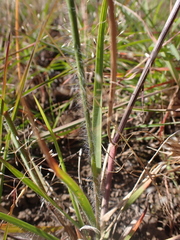 Rytidosperma bipartitum