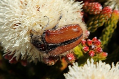 Trichostetha capensis hottentotta