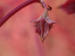 Rumex dumosus