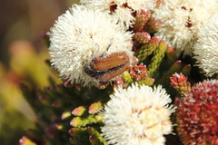 Trichostetha capensis hottentotta