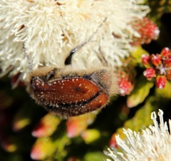 Trichostetha capensis hottentotta