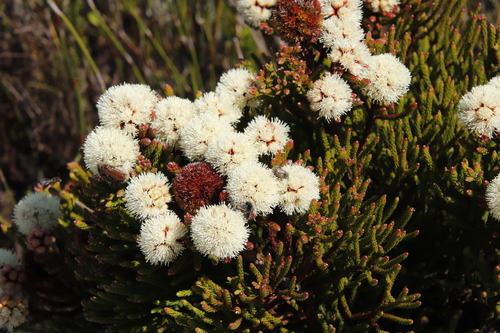 Brunia fragarioides (Brunia fragarioides)