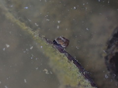 Potamopyrgus estuarinus