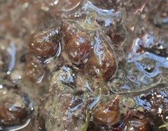 Potamopyrgus estuarinus