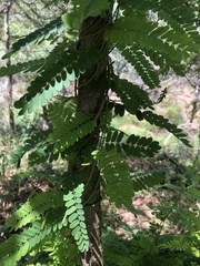 Abrus precatorius africanus