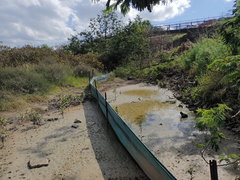 Potamopyrgus estuarinus