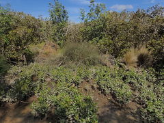 Potamopyrgus estuarinus