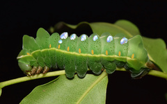 Pseudobunaea tyrrhena