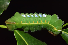 Pseudobunaea tyrrhena