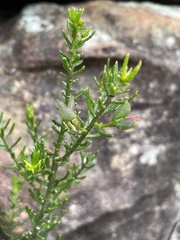 Philotheca hispidula