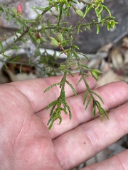 Philotheca hispidula