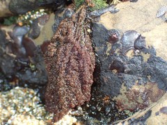 Callithamnion pikeanum