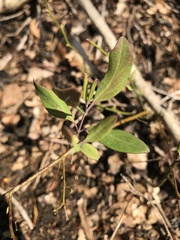 Lonicera sempervirens