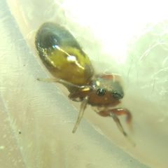 Synageles dalmaticus