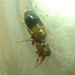 Synageles dalmaticus