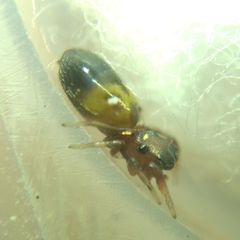 Synageles dalmaticus