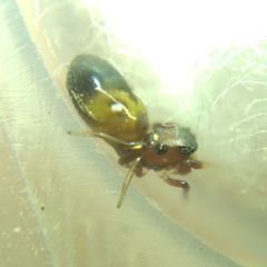 Synageles dalmaticus