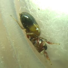 Synageles dalmaticus