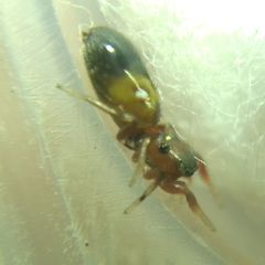 Synageles dalmaticus