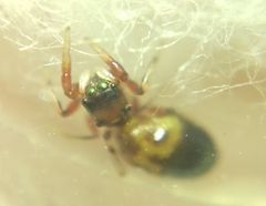 Synageles dalmaticus