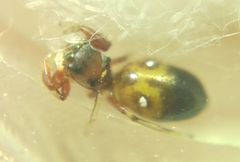 Synageles dalmaticus