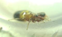 Synageles dalmaticus