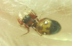 Synageles dalmaticus