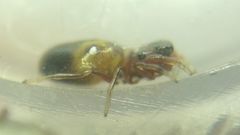 Synageles dalmaticus