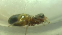 Synageles dalmaticus