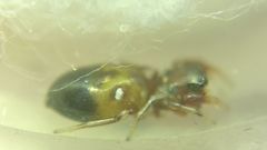 Synageles dalmaticus