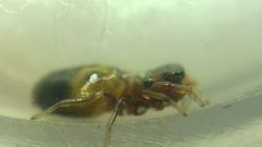 Synageles dalmaticus