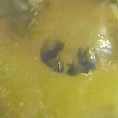 Synageles dalmaticus