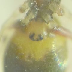 Synageles dalmaticus