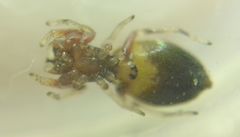 Synageles dalmaticus