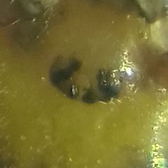 Synageles dalmaticus