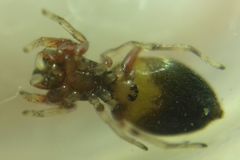 Synageles dalmaticus