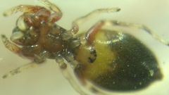 Synageles dalmaticus