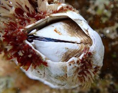 Austromegabalanus nigrescens