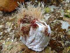 Austromegabalanus nigrescens