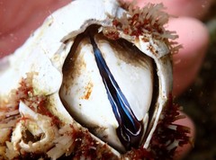 Austromegabalanus nigrescens