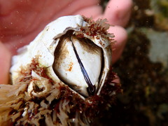 Austromegabalanus nigrescens