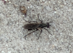 Anabarhynchus maritimus